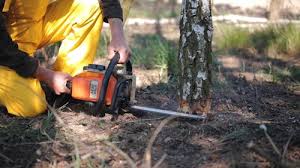 Organic Lawn Care Solutions in Locust Valley, NY