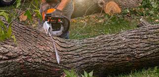 How Our Tree Care Process Works  in  Locust Valley, NY